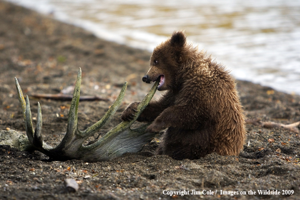 Brown Bear Cub in habitat