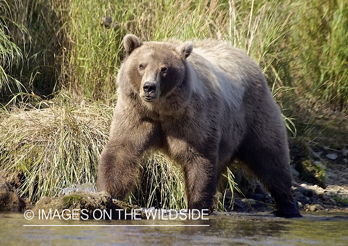 Brown Bear in habitat.