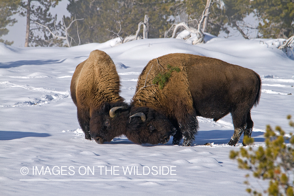 American Bison fighting in winter habitat.