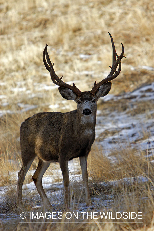 Mule deer 