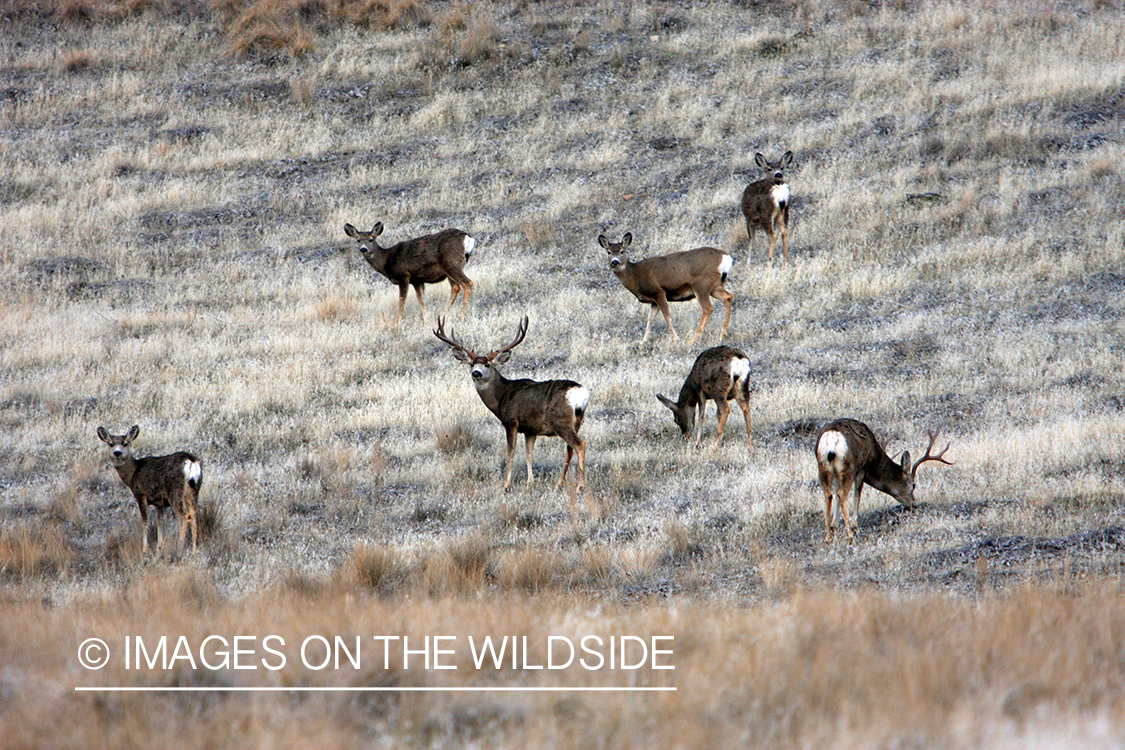 Mule Deer in Field