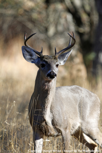 Coues white-tailed buck in field in Arizona. 