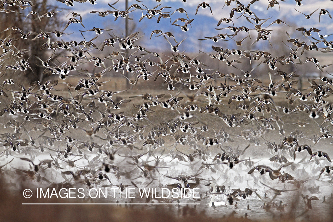 Flock of Mallards in flight.