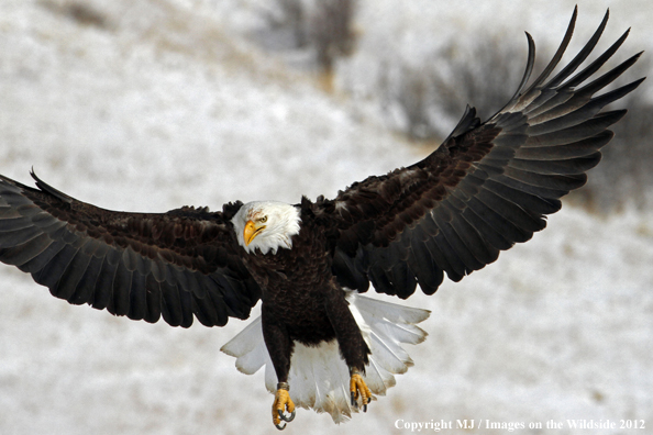 Bald eagle in flight.  