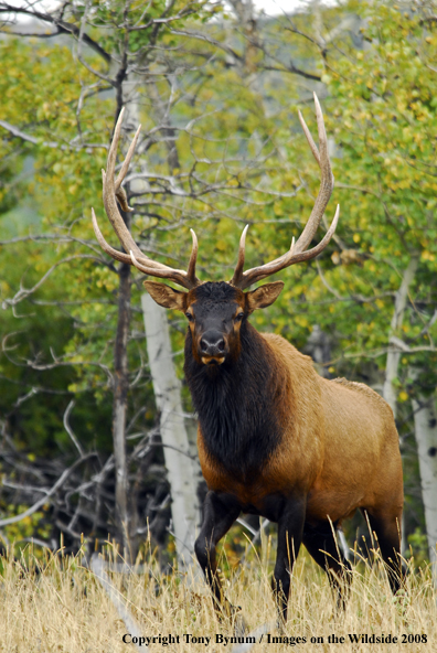 Rocky Mountain Elk in habitat