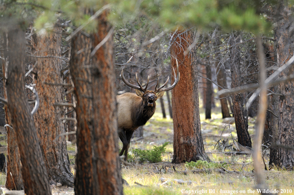 Rocky Mountain Bull Elk