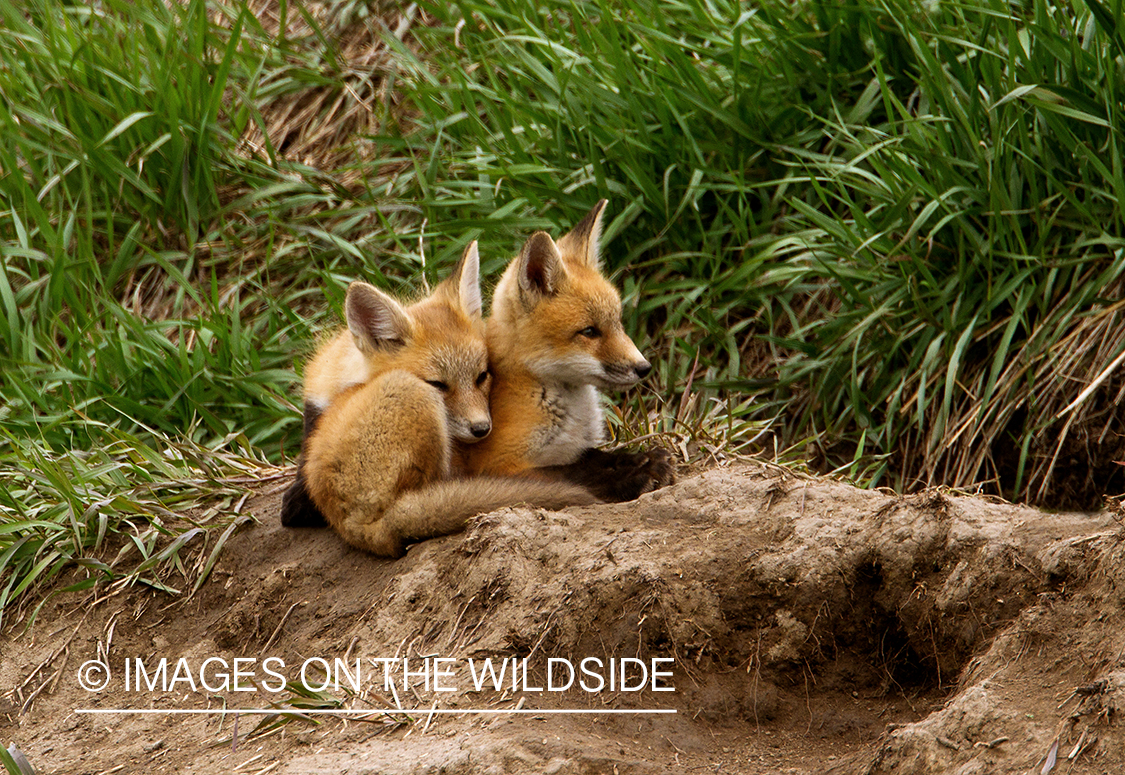 Red Fox pups playing near den. 