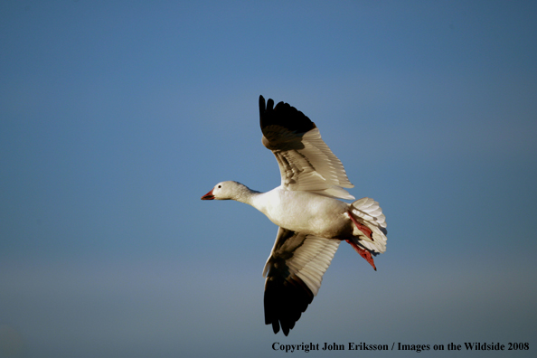 Snow geese in habitat