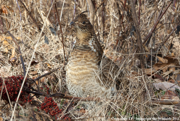 Ruffed Grouse in habitat. 
