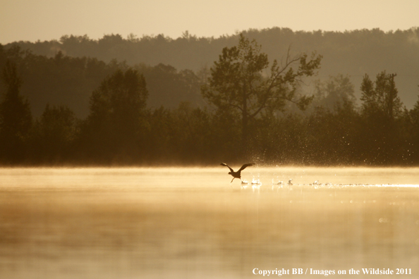 Common Loon taking flight. 