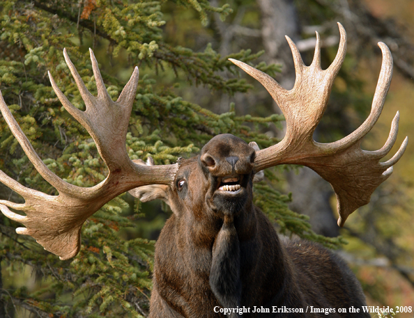 Alaskan Moose in Habitat