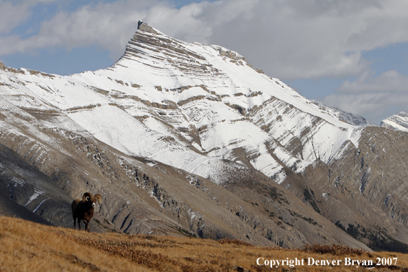Rocky Mountain Bighorn Sheep