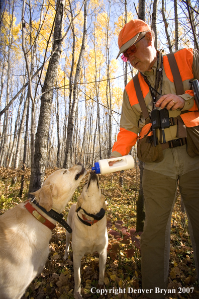 Upland game bird hunter giving labrador retrievers a drink
