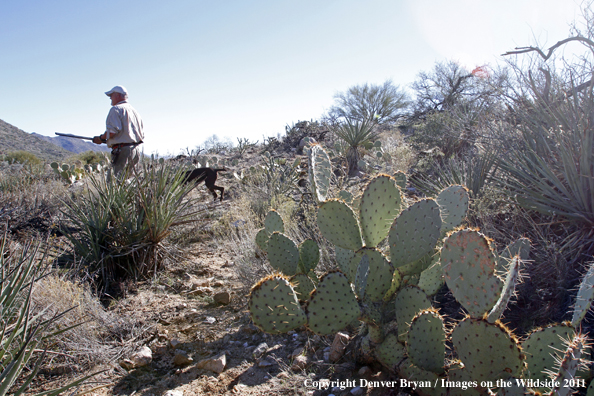 Upland game bird hunter with dog hunting desert quail in Arizona.
