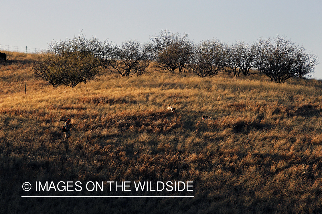 Mearns quail hunting with Brittany Spaniels.