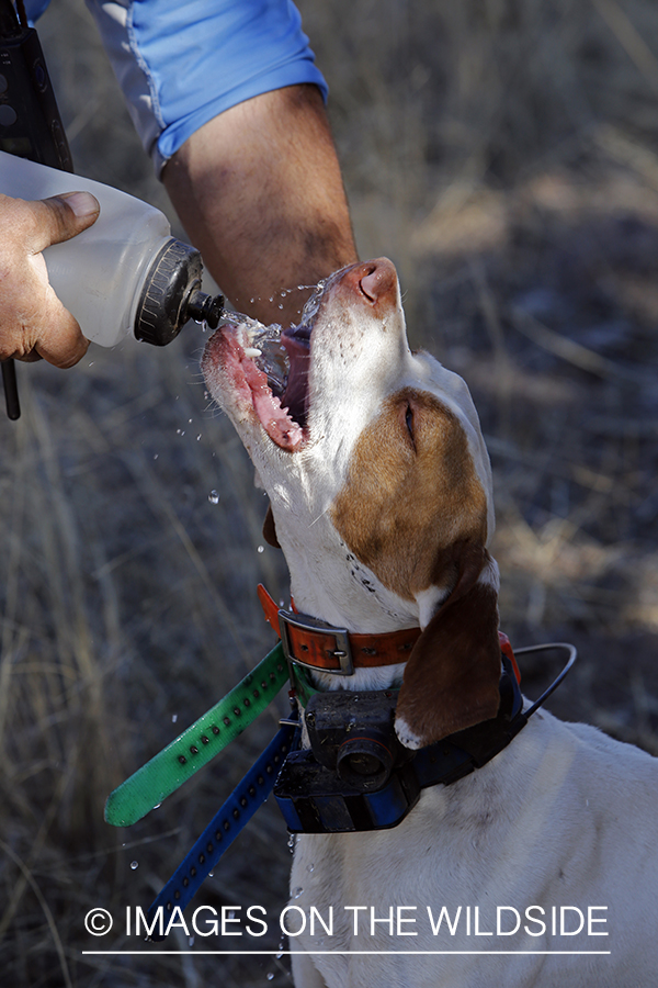 Upland game bird hunter giving dog water.