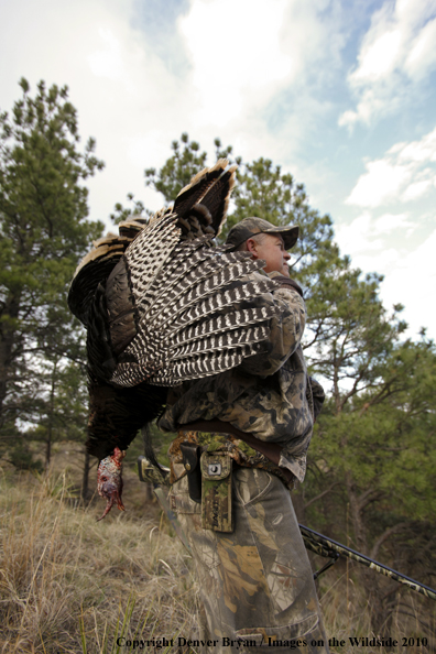 Hunter with bagged (Merriam's) turkey thrown over shoulder