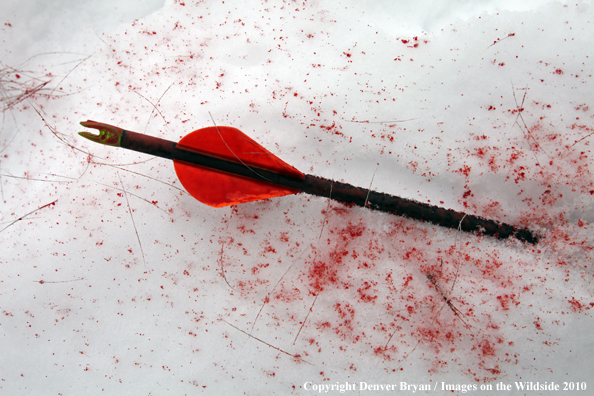 Archery hunting passed-though arrow in snow with blood and hair. 