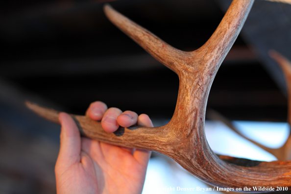 Hunter with bagged buck. 