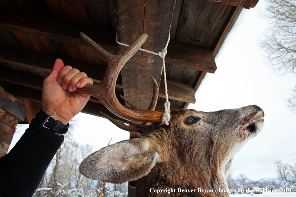 White-tailed deer hunter stands with buck hanging from cabin.