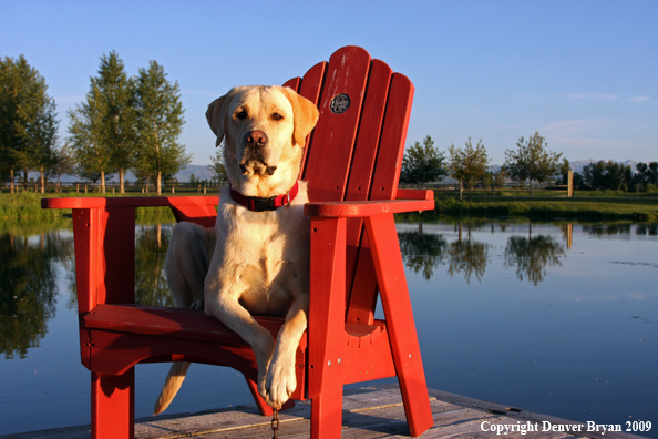 Yellow Labrador Retriever in chair