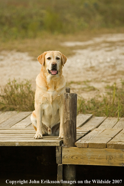 Yellow Labrador Retriever on dock