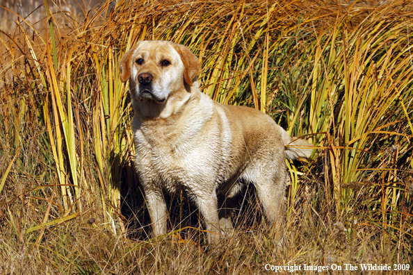 Yellow Labrador Retriever