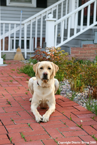 Yellow Labrador Retriever in front of house