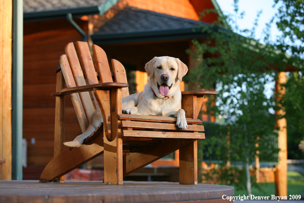 Yellow Labrador Retriever in chair