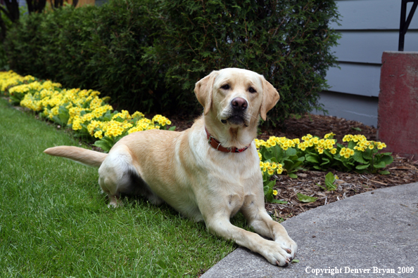 Yellow Labrador Retriever by flowers