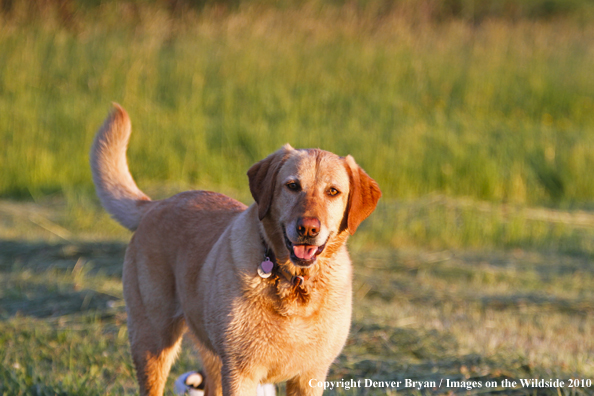 Yellow Labrador Retriever