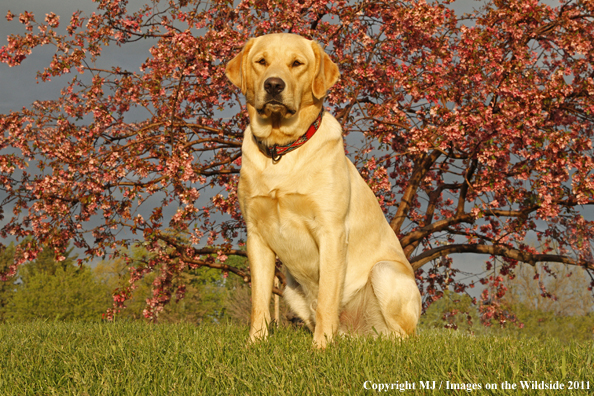 Yellow Labrador Retriever.