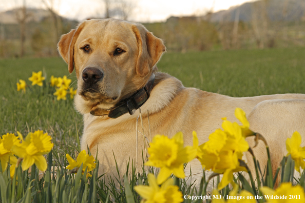 Yellow Labrador Retriever.