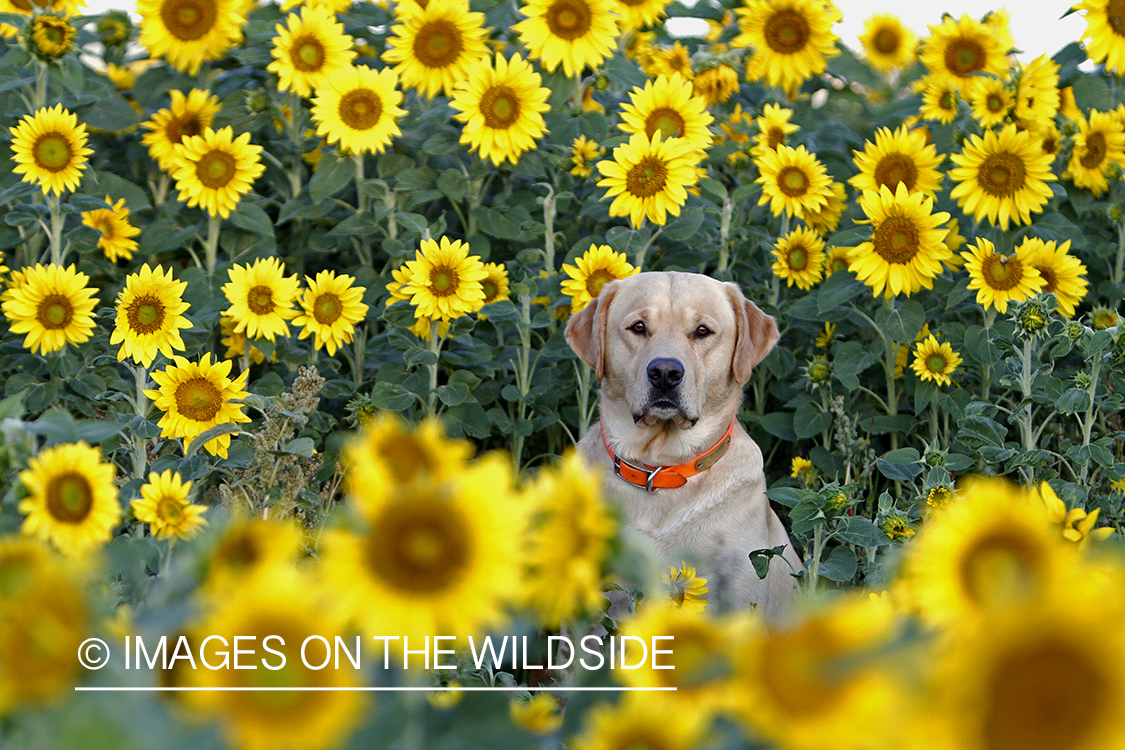 Yellow Labrador Retriever in sunflower field.