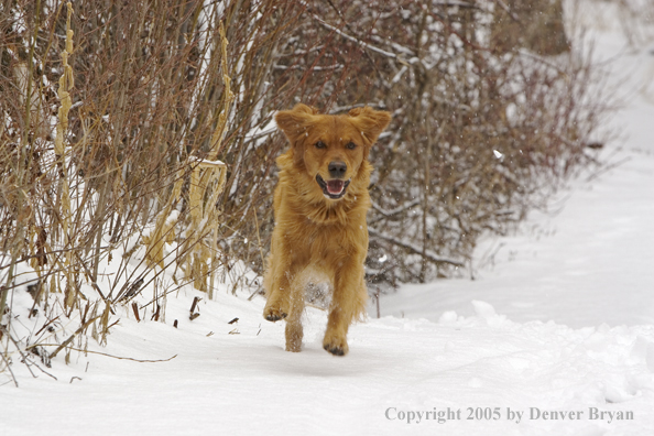 Golden Retriever running in snow.