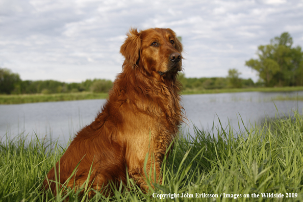 Golden Retriever in field