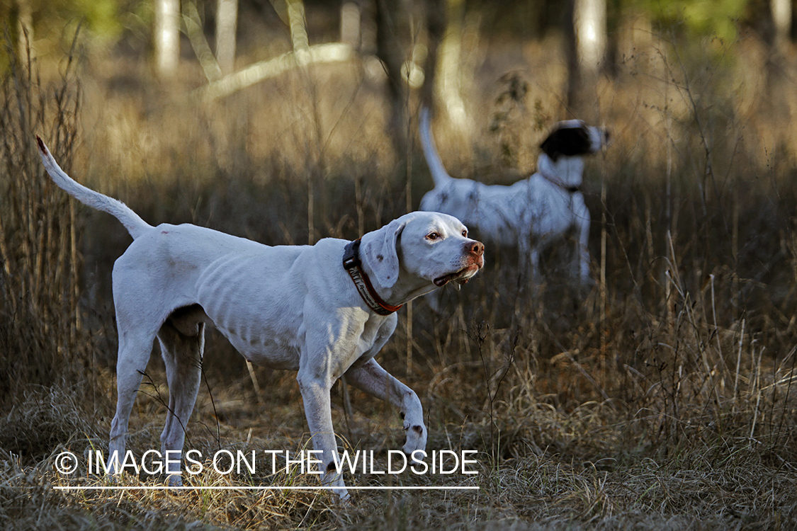 English pointers in field.
