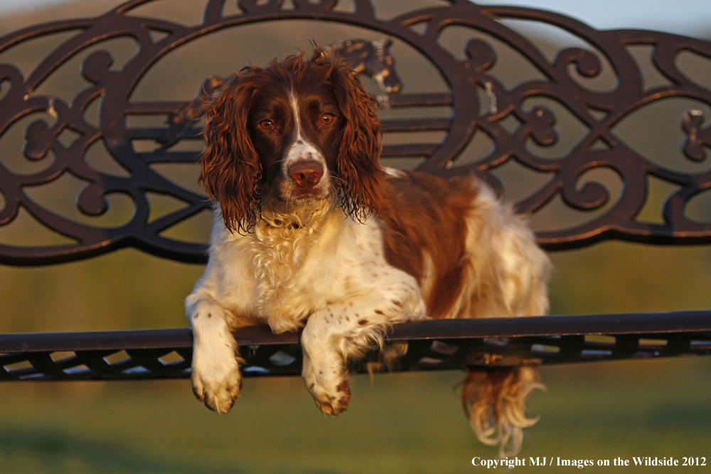 Springer Spaniel on bench.