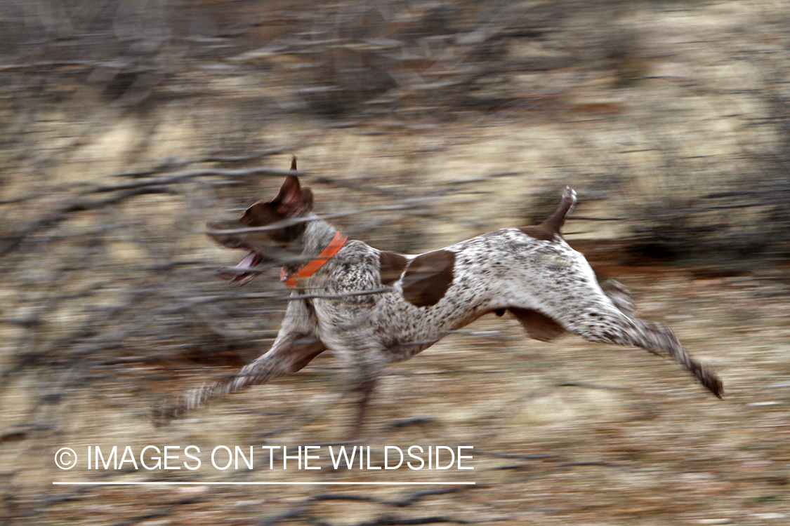 German shorthaired pointer in field.