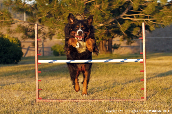 Bernese Mountain Dog running agility course. 