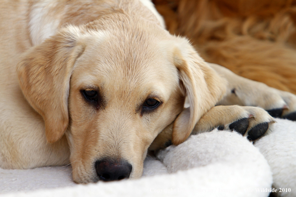 Yellow Labrador Retriever Puppy