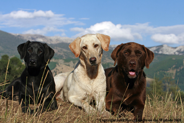 Multi-colored labrador retrievers