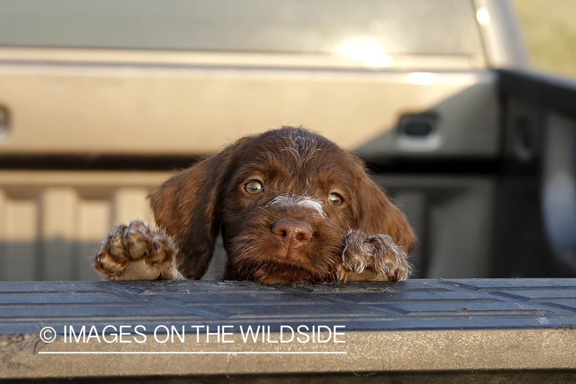 Wirehaired Pointing Griffon puppy in bed of pickup.