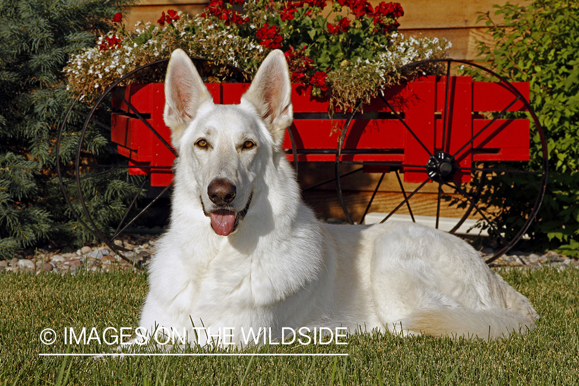 White German Shepherd