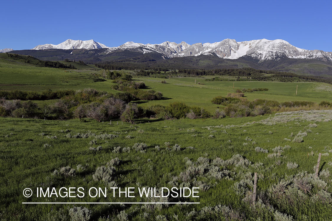 Bridger Mountains landscape in summer. 