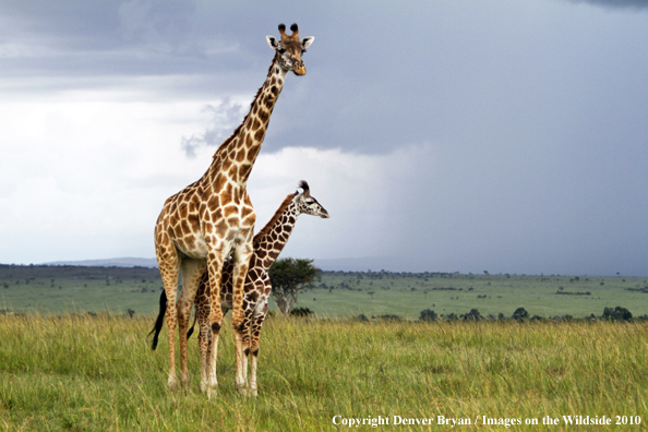 Masai Giraffe (adult with young)