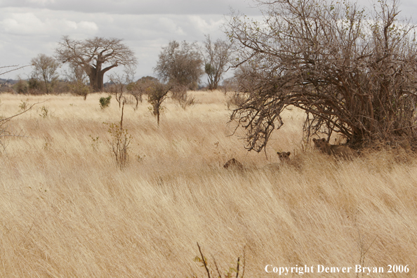African lionesses laying