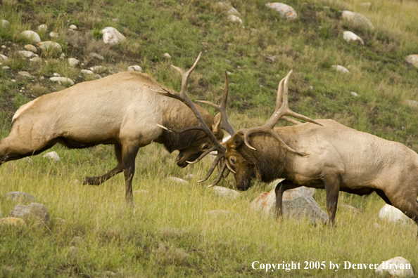 Bull elk fighting.