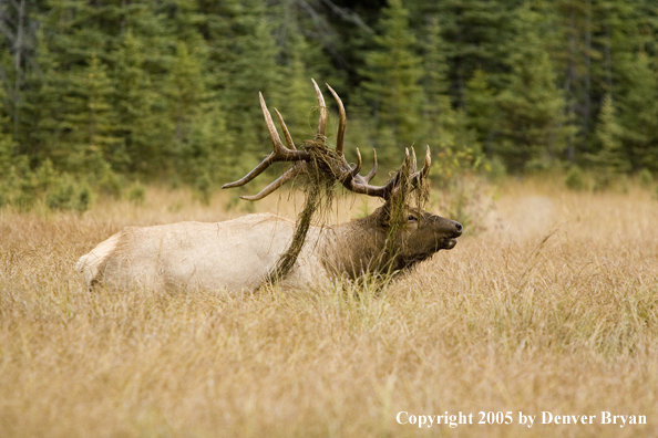 Bull elk in habitat.