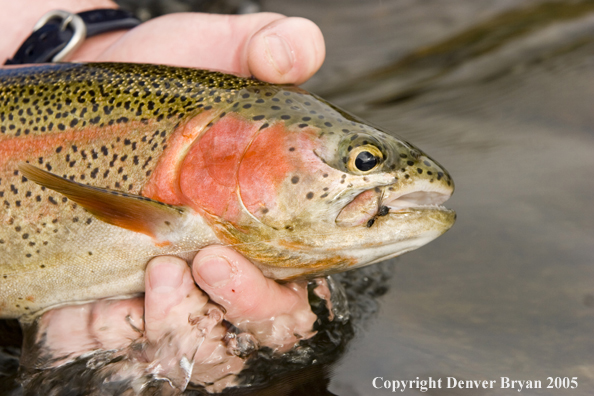 Rainbow trout